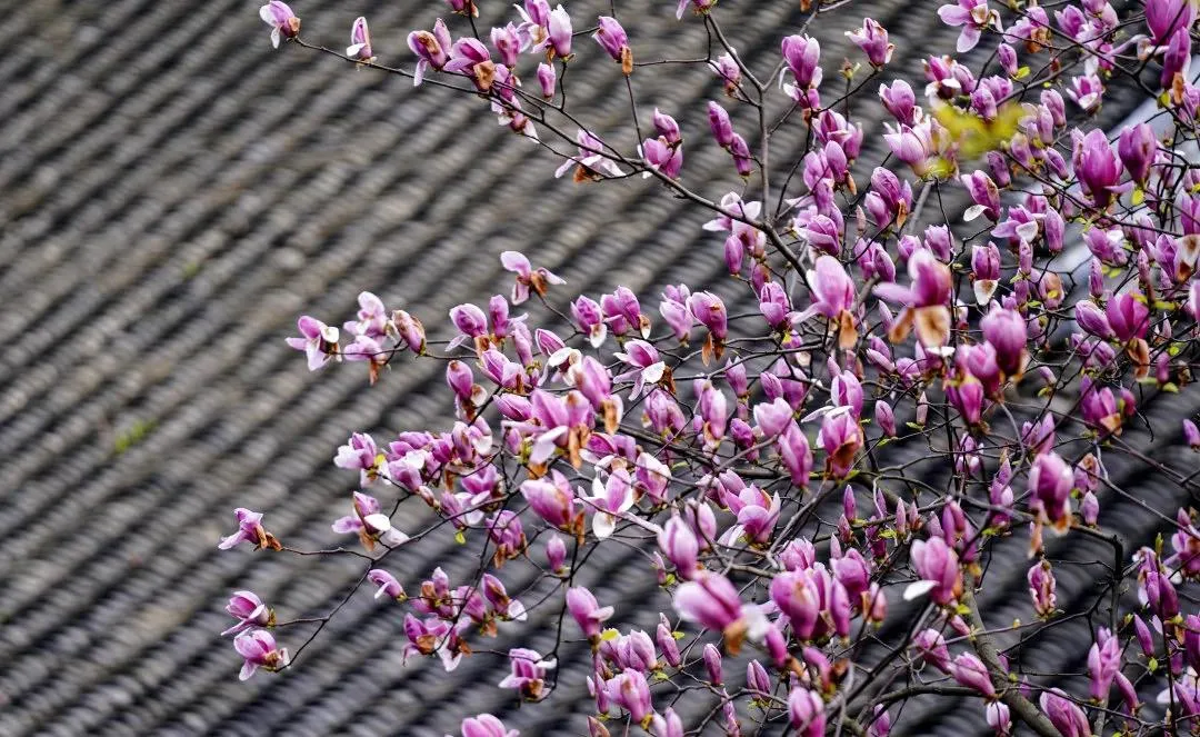 “赏花邀请函” | 春天赏花，请你一定要来孟府！